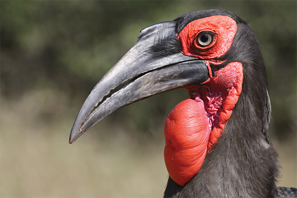 Saving our ground-hornbills