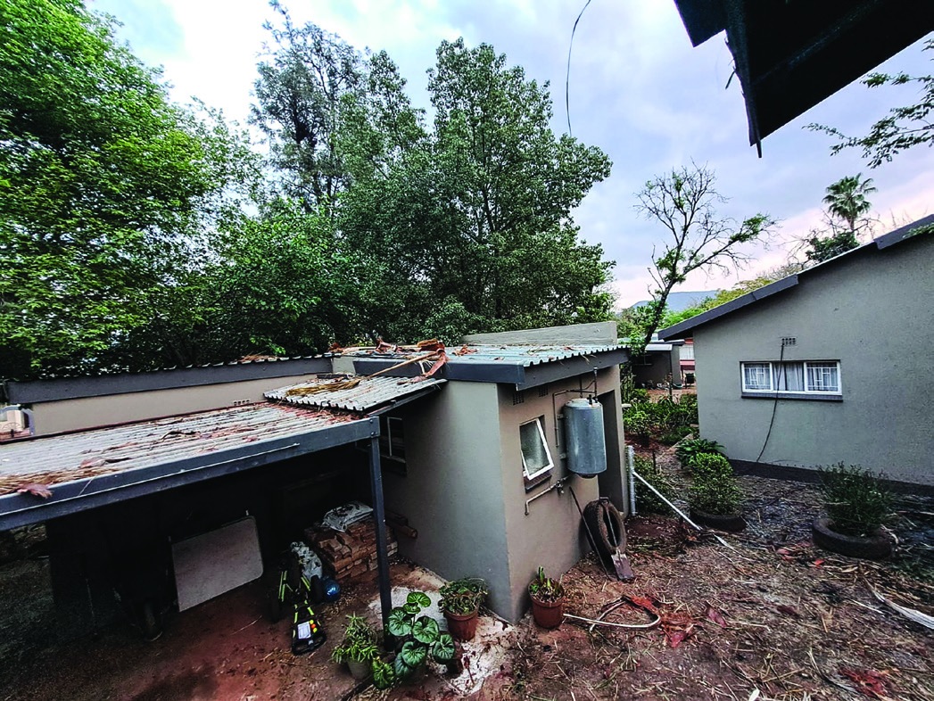 The charred remains of a palm tree reveal the extent of the damage the following morning.